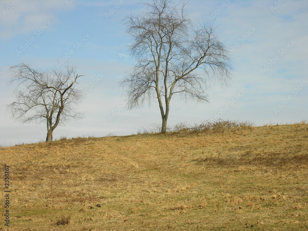 two trees two trees