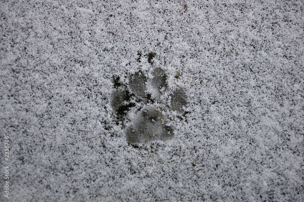 fox footprint fox footprint