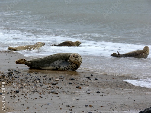 seal on the beach