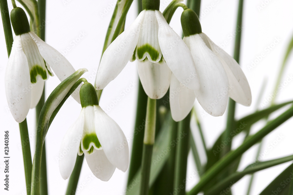 Fototapeta premium schneeglöckchen