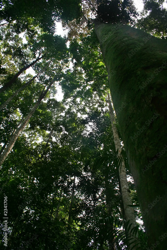 Fototapeta premium tropical rainforest
