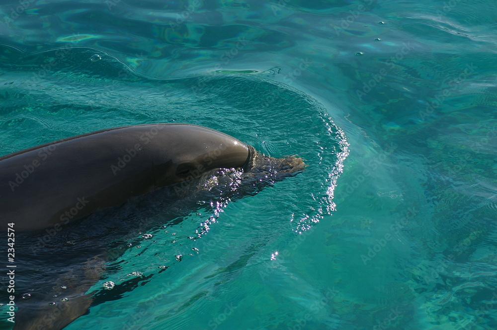 Obraz premium dauphin/dolphin