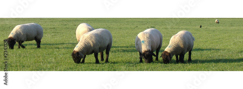 grazing sheep