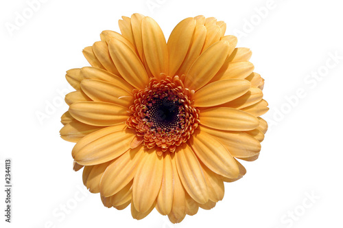 yellow daisy on white