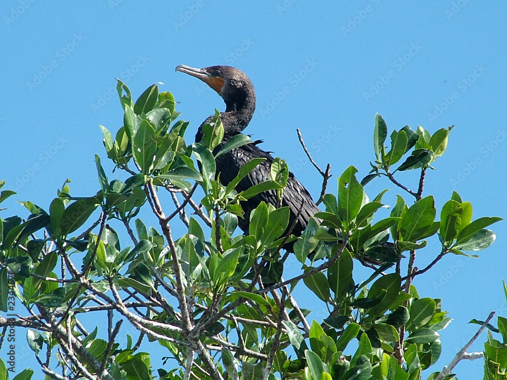 kormorane in mexiko StockFoto Adobe Stock