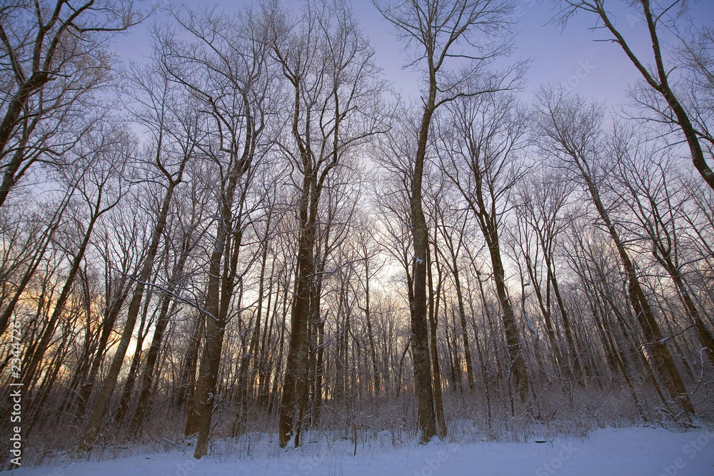 snowy dawn snowy dawn