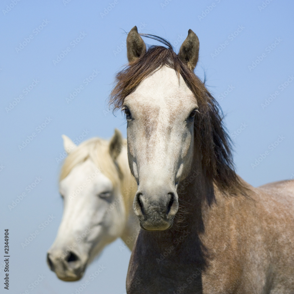 Obraz premium les chevaux de camargue