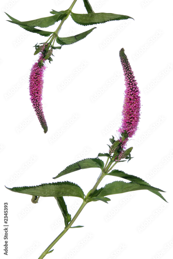 Obraz premium violet exotic flower