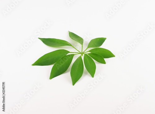 green leaf © Norlito Gumapac