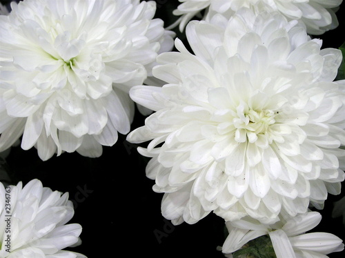 white flowers on black