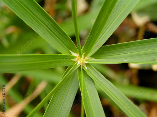 cyperus papyrus photo