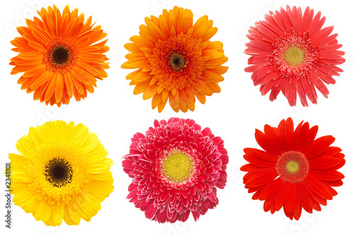 colorful daisies © khz