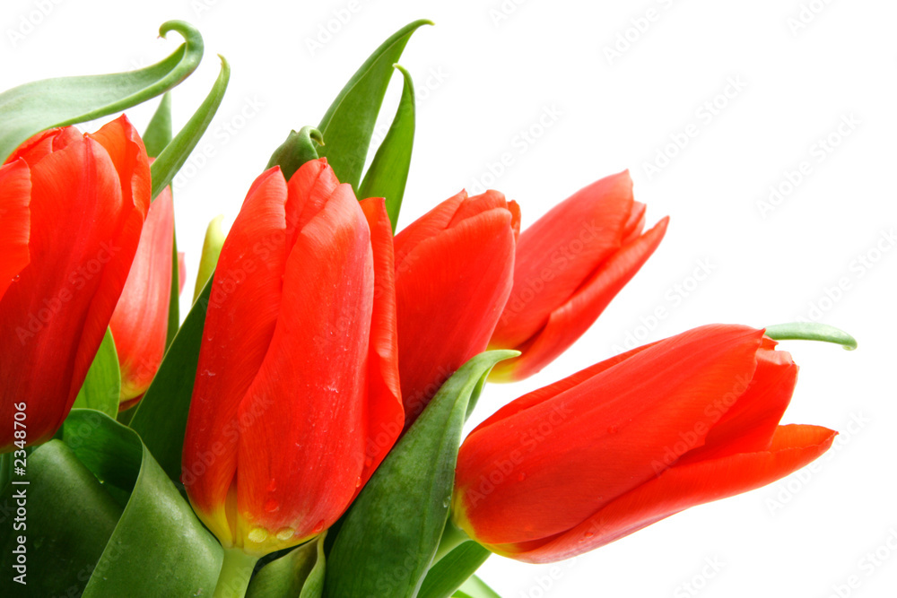 bunch of red tulips bunch of red tulips