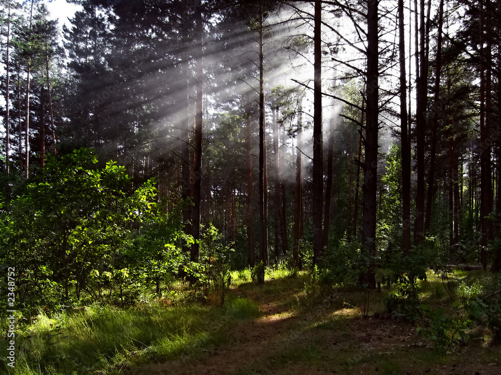 Fototapeta premium sunny forest