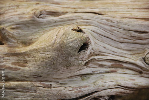 sensuous driftwood photo