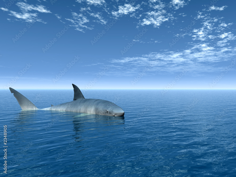 Fototapeta premium shark