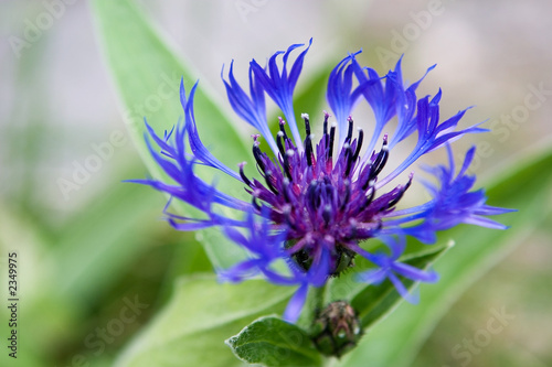 blue flower