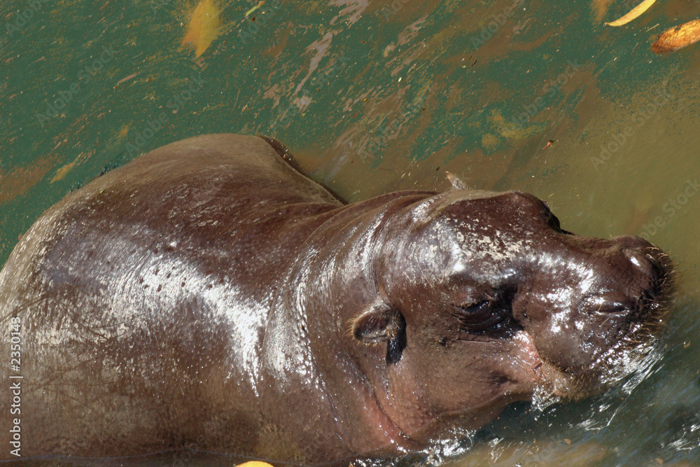 Fototapeta premium hippopotamus