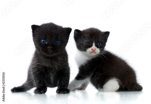 two kittens