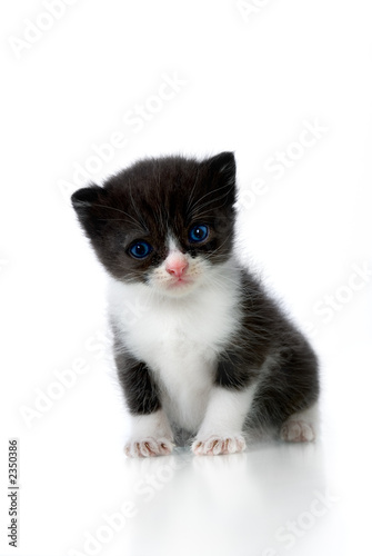 cute kitten