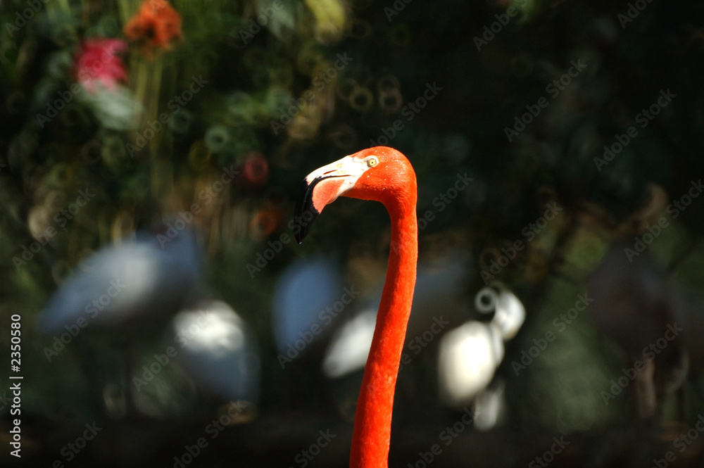 Fototapeta premium falmingo