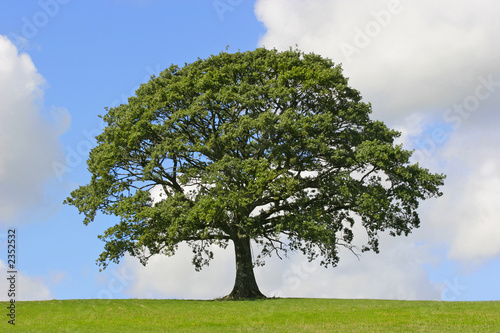 oak tree, symbol of strength