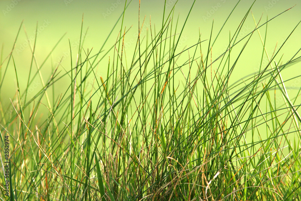 long grass long grass