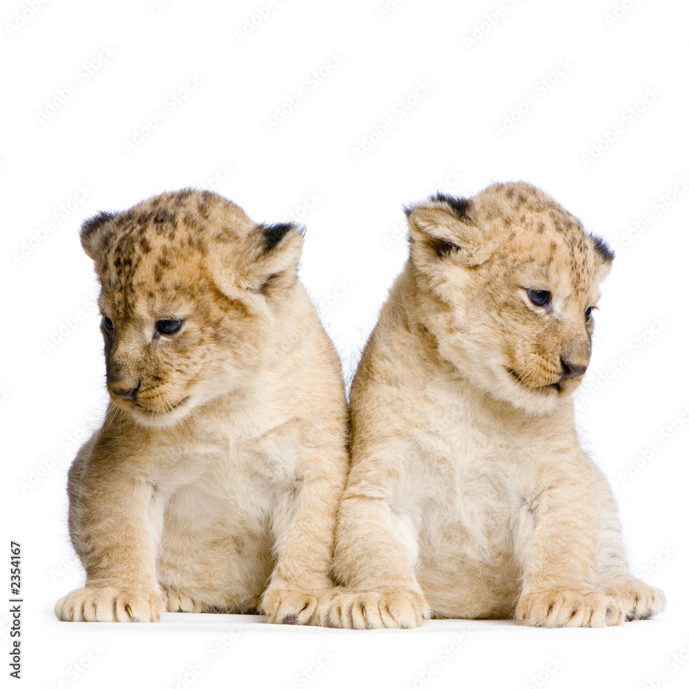 Obraz premium lionceau de 3 semaines