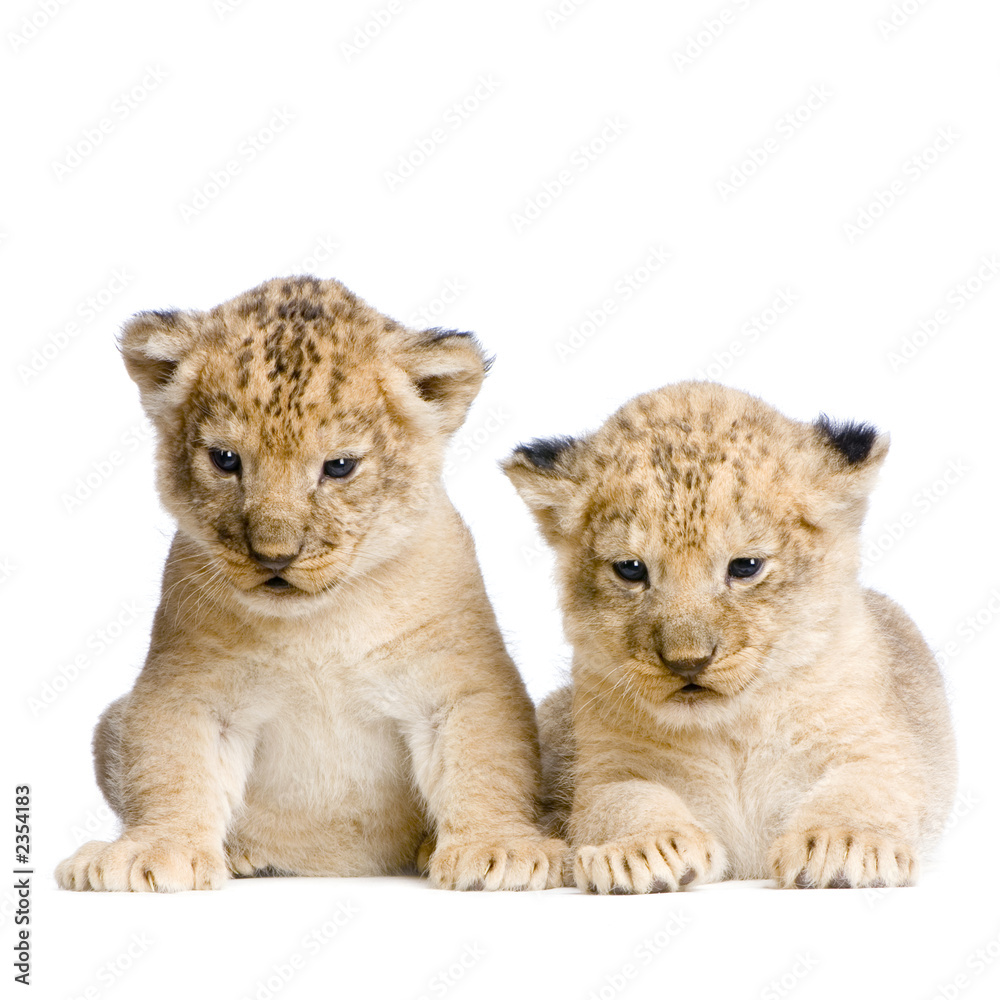 Obraz premium lionceau de 3 semaines