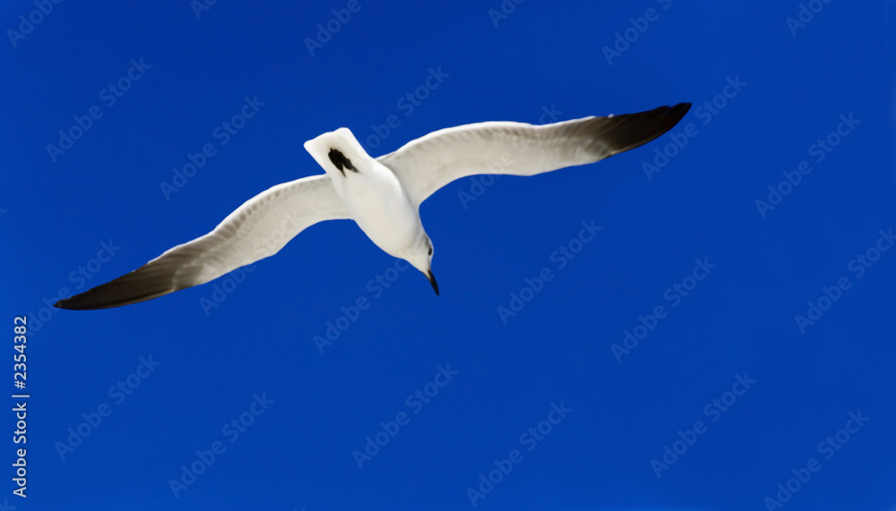 gliding gull gliding gull