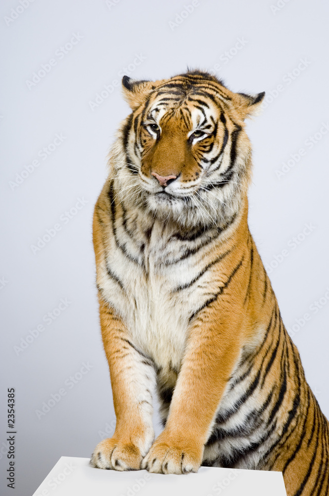 Obraz premium tigre sur ses pattes avant