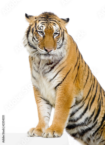 tigre ses pattes avant