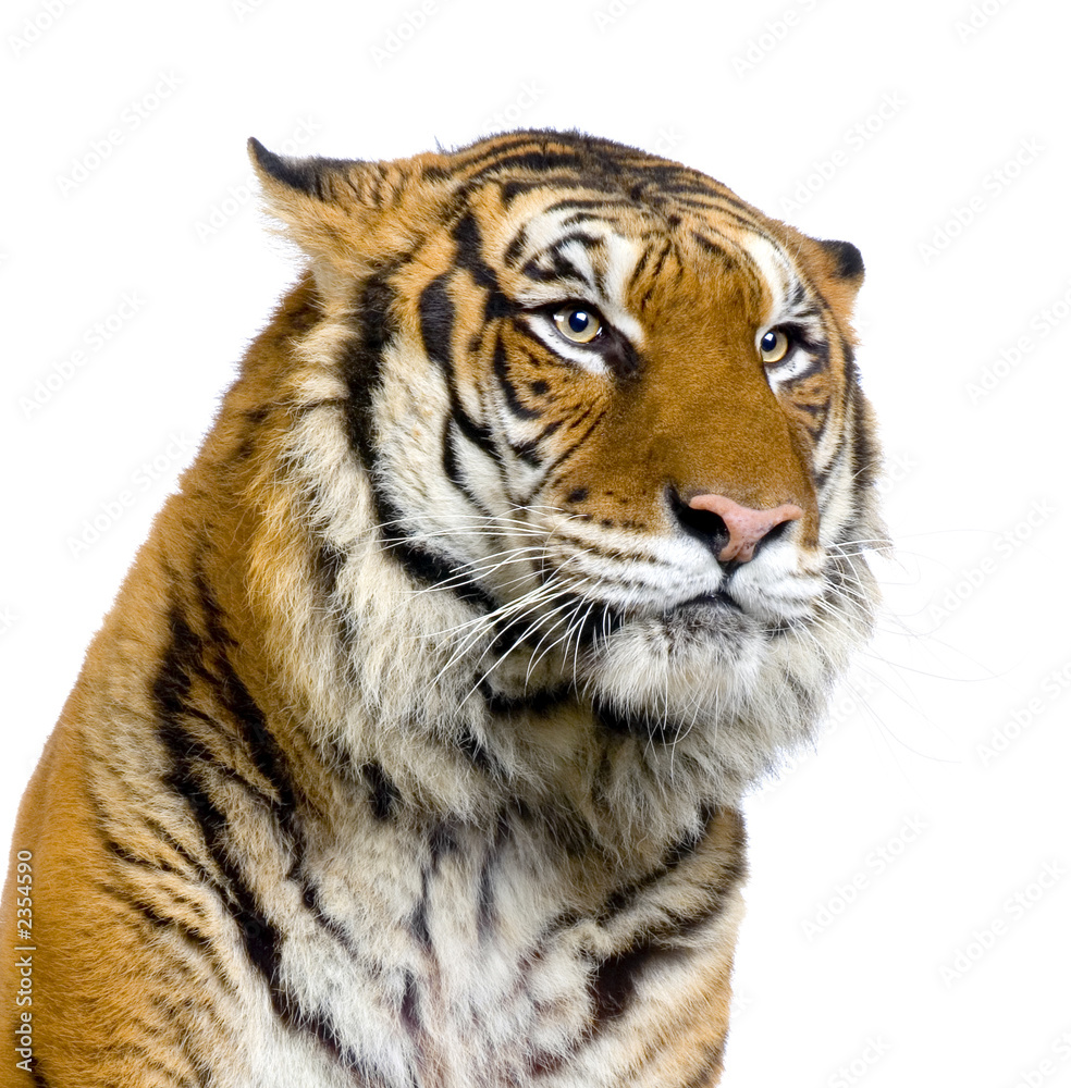 Fototapeta premium close-up d'un tigre