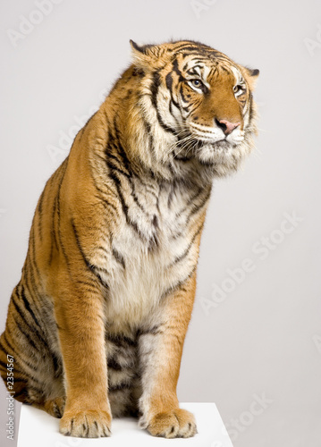 Tablou pe pânză tigre assis sur son socle