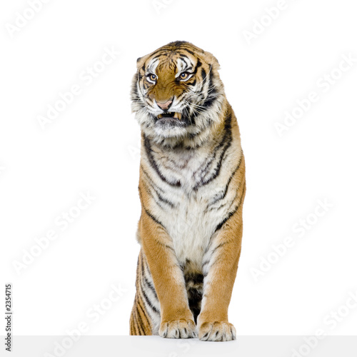Tablou pe pânză tigre ses pattes avant