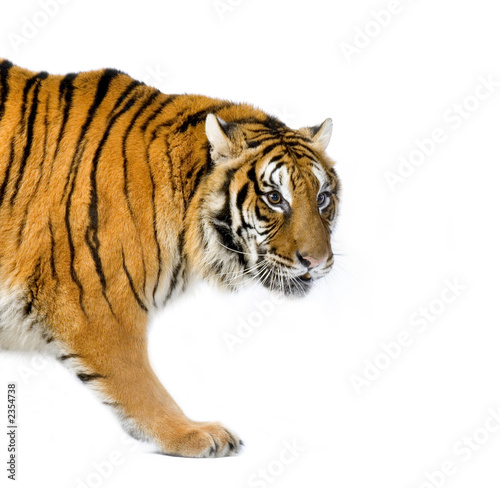 tigre debout