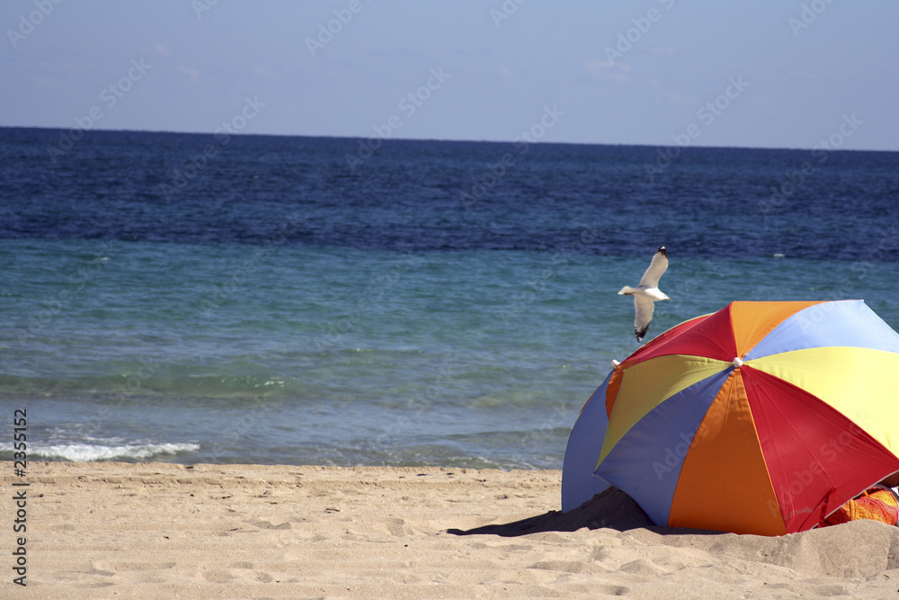 seagull at the beach