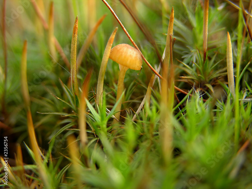 fungi photo