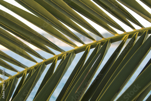 palm leaf tree