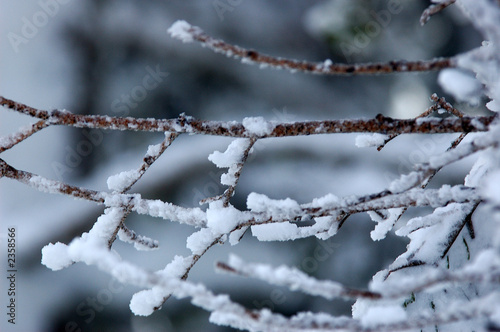 snow branches