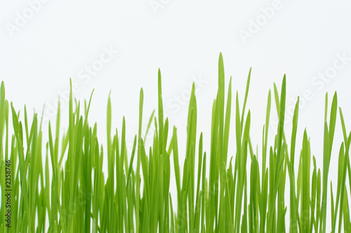 green grass straws