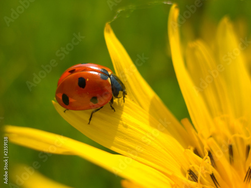 red ladybug on yellow flower