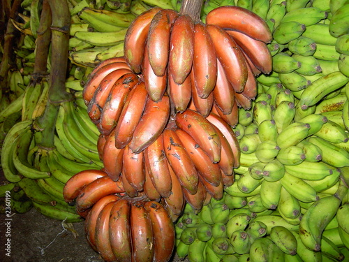 rote bananen são tomé,