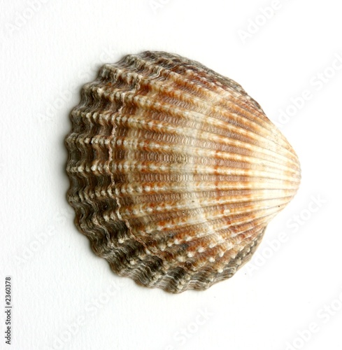 shell, isolated on a white background