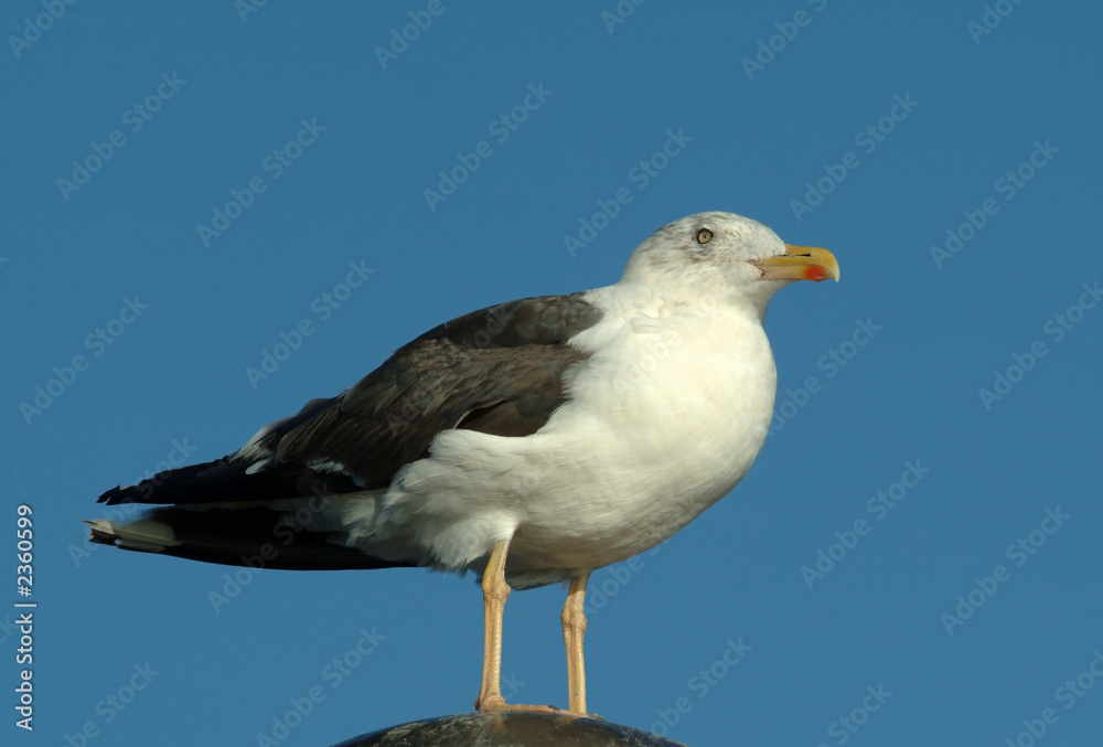 Obraz premium seagull portrait