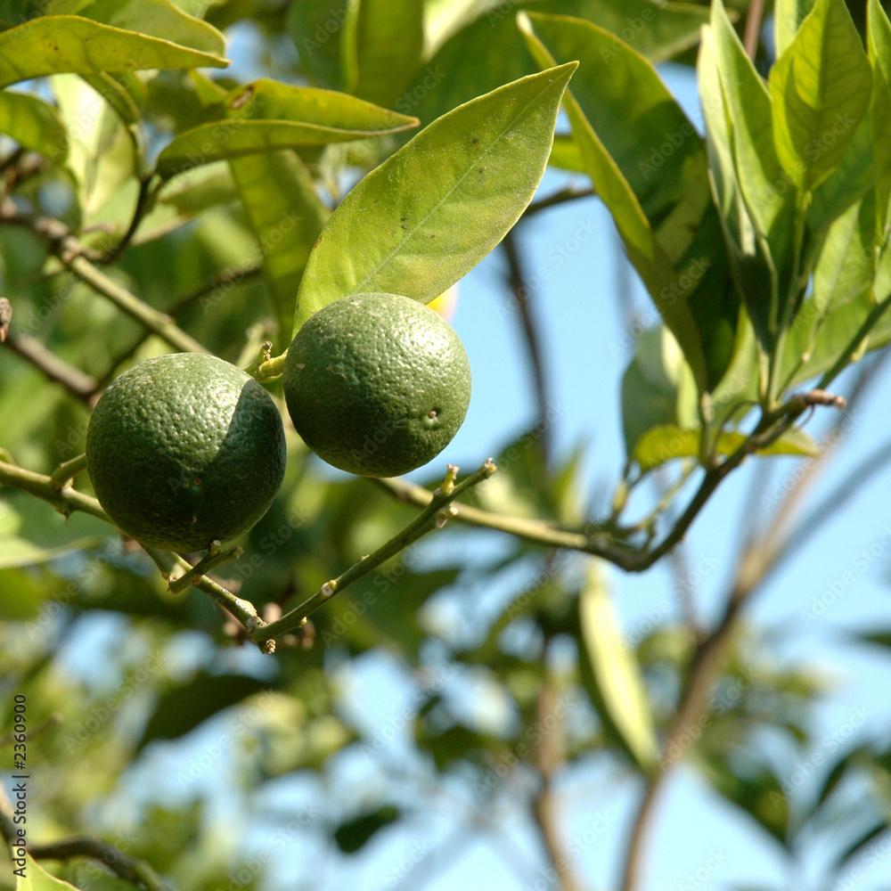 green oranges with blue sky