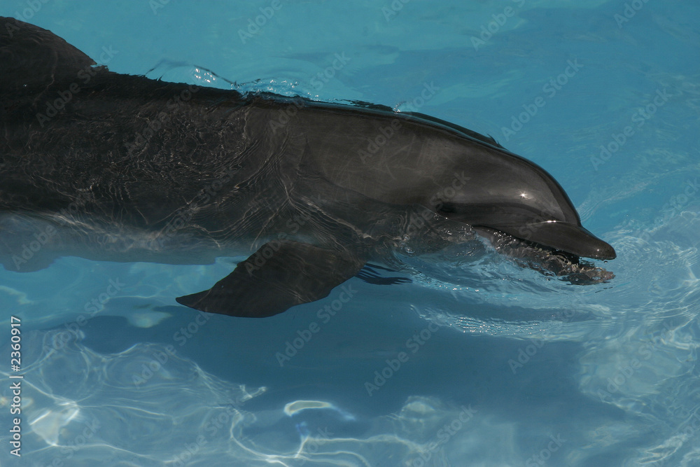 Naklejka premium Delfin
