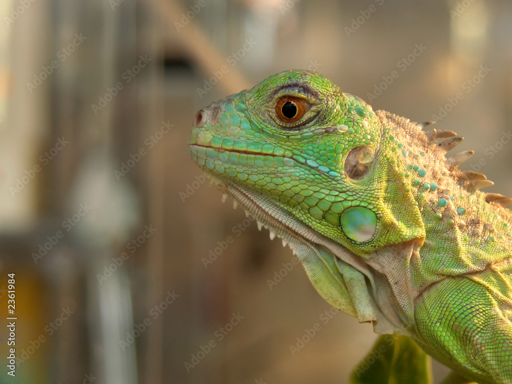 Fototapeta premium urban iguana, side view
