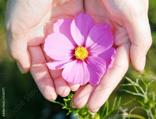 flower and hand