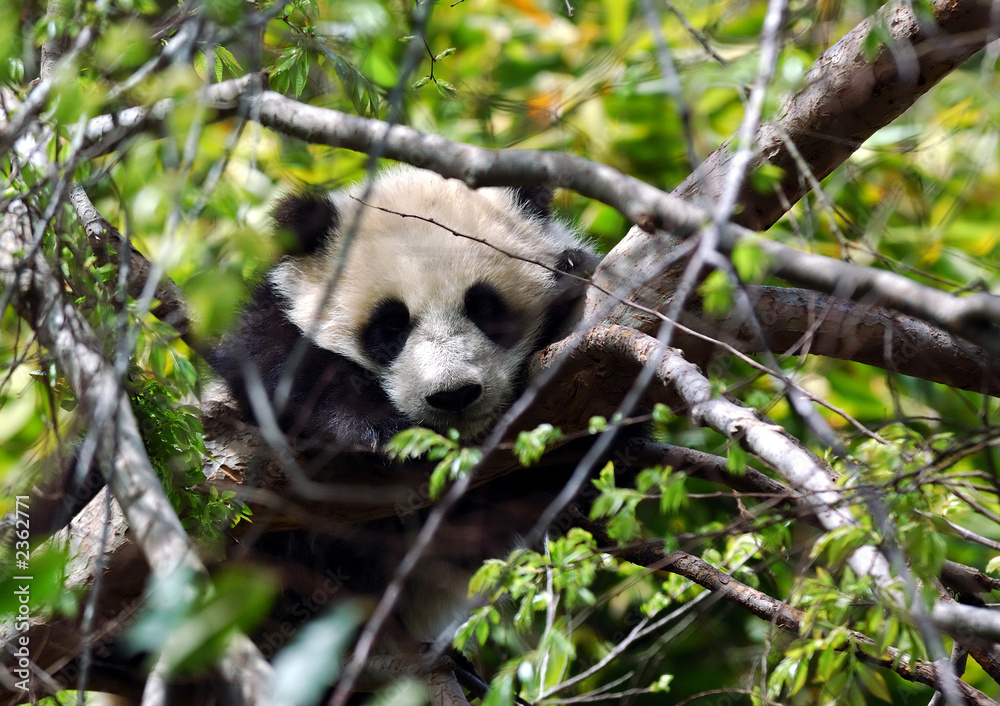 Obraz premium baby panda